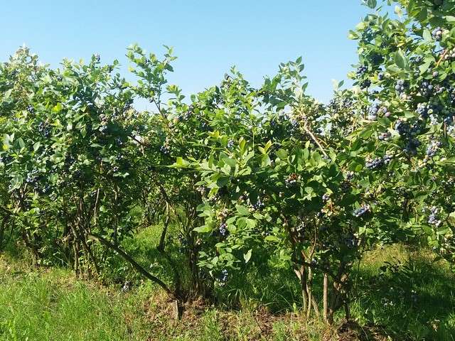 Plantacja