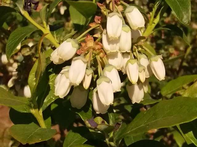 Plantacja