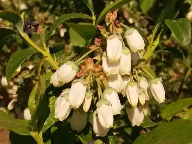 Plantacja