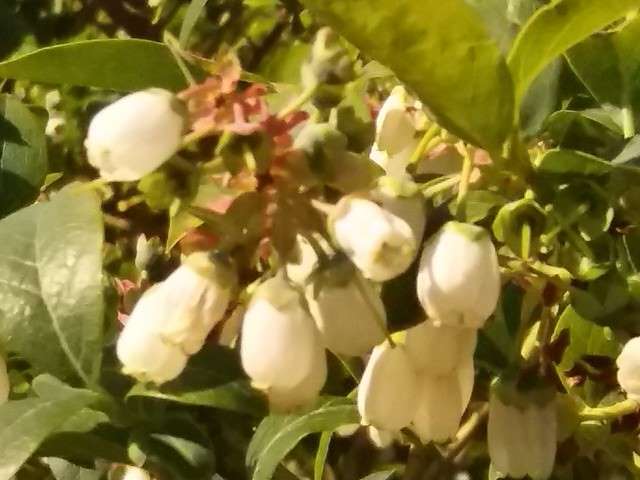 Plantacja