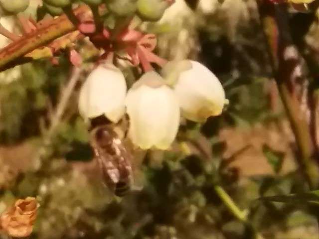 Plantacja