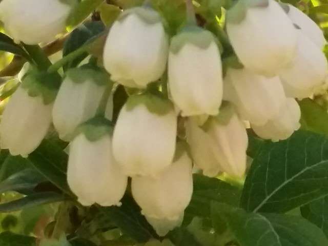 Plantacja