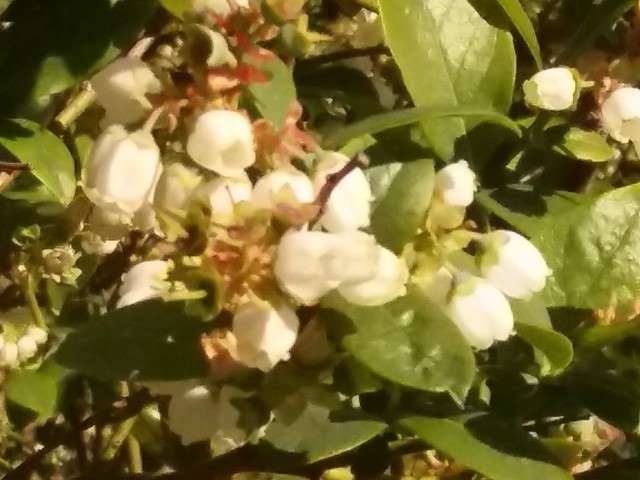 Plantacja