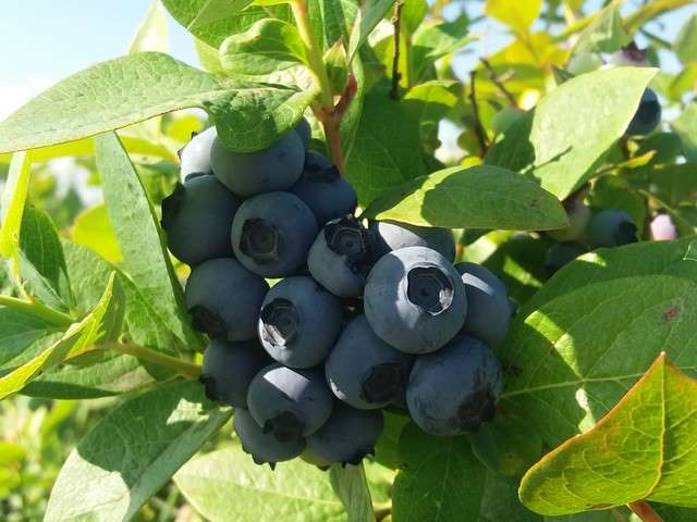 Plantacja